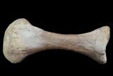 Huge, Hadrosaur Toe Bone - Aguja Formation, Texas #76759-3